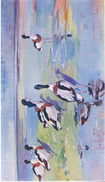 Sheld Ducks on mudflats by Frank Southgate